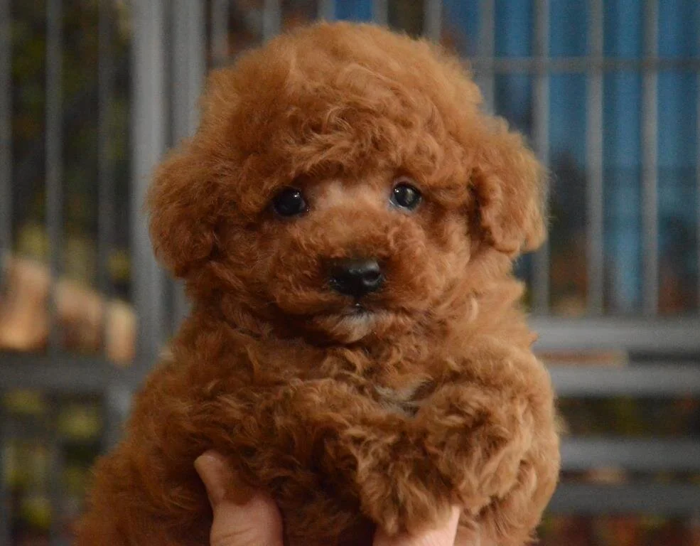 French poodle mini toy for best sale sale